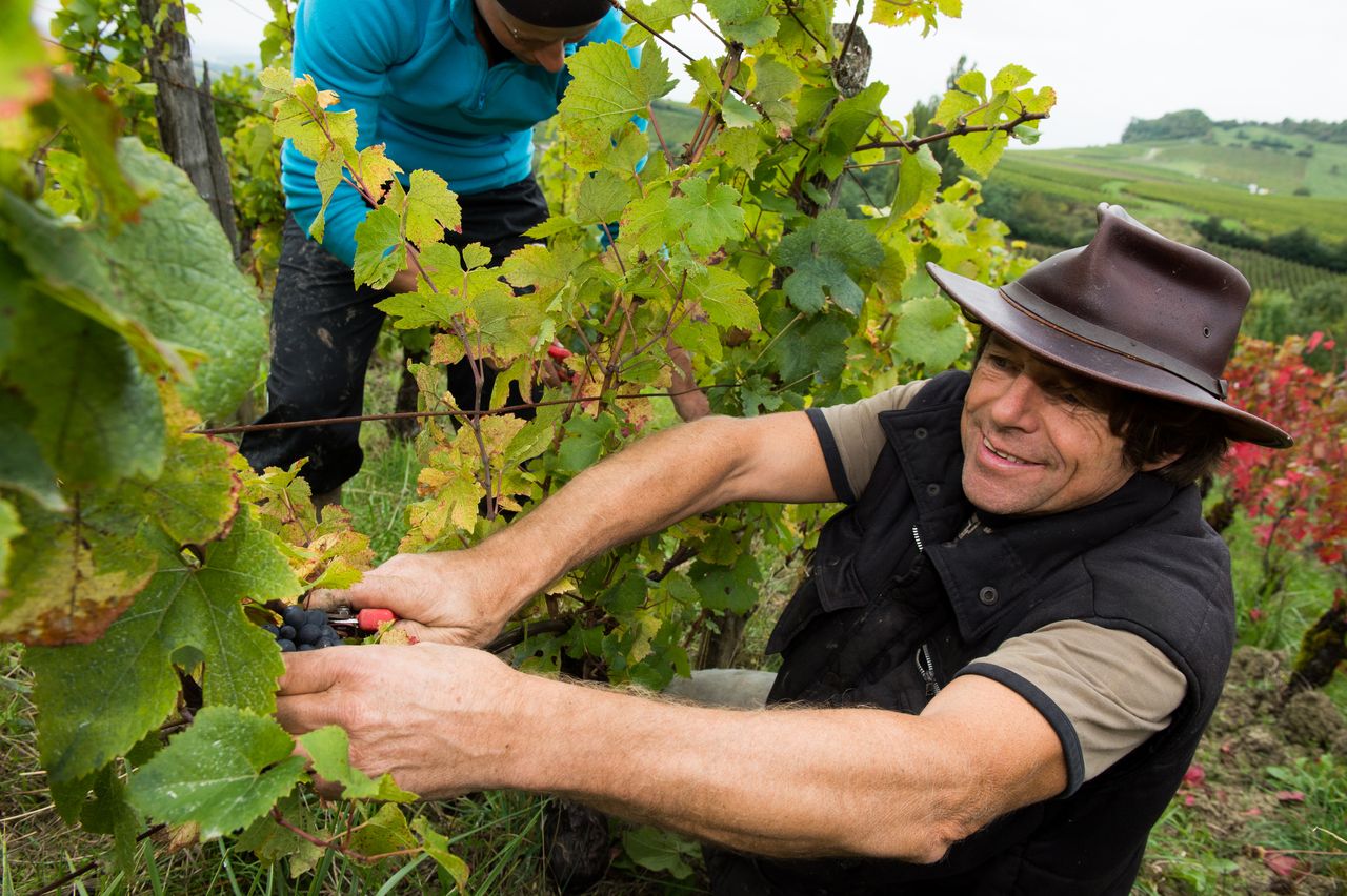 Vins Vigneron Philippe Bornard 8951